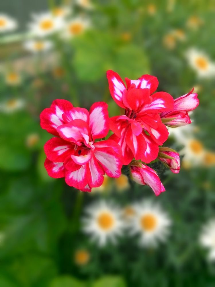 gambar bunga kantil