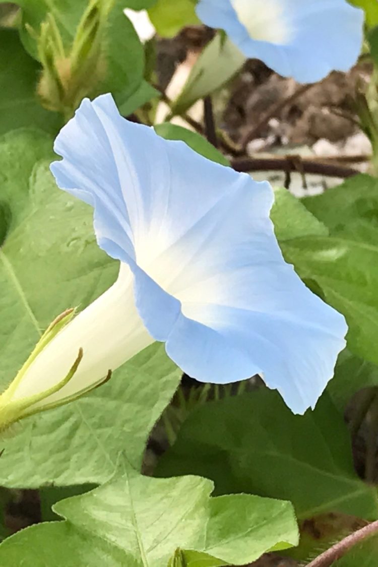 gambar bunga lotus