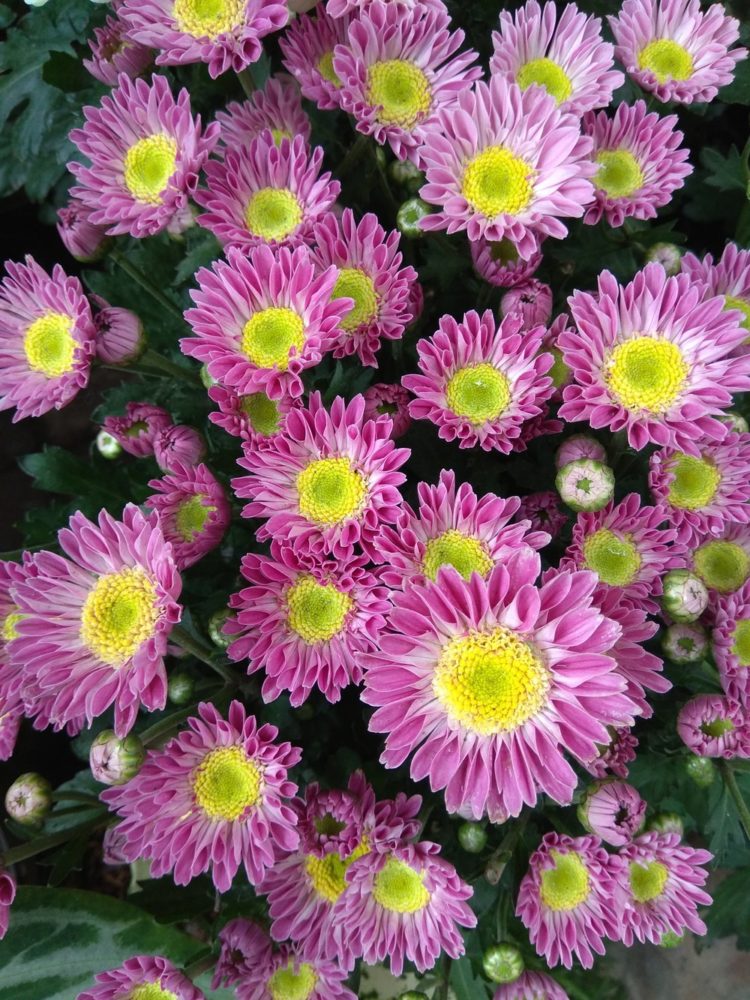 100 Gambar  Bunga Cantik LENGKAP INDAH TERBARU 