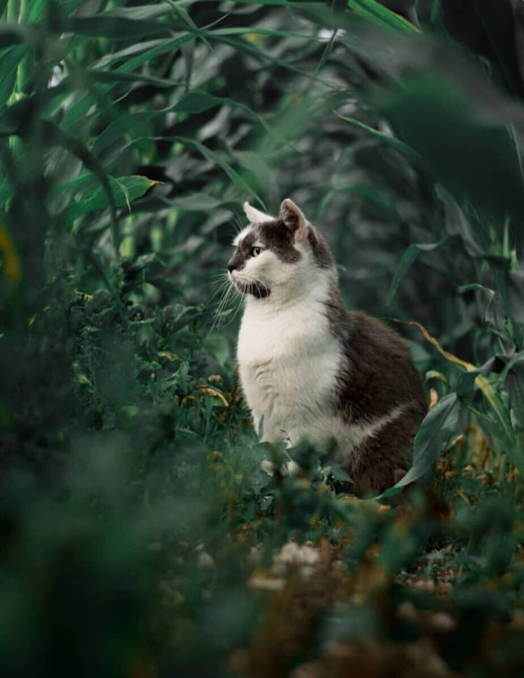 100 Gambar  Kucing LUCU IMUT KEREN CANTIK GALAU 