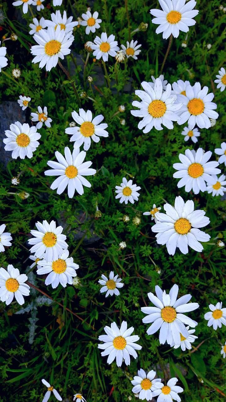 100 Gambar  Bunga  Cantik LENGKAP INDAH TERBARU 