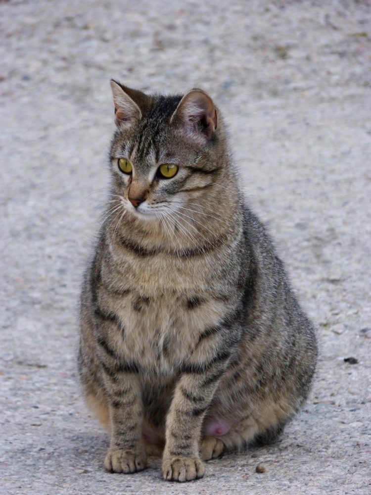 100 Gambar  Kucing  LUCU IMUT KEREN  CANTIK GALAU 