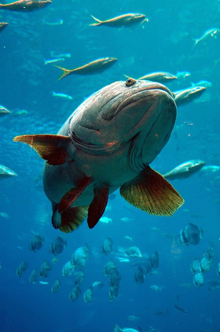gambar ikan kembung