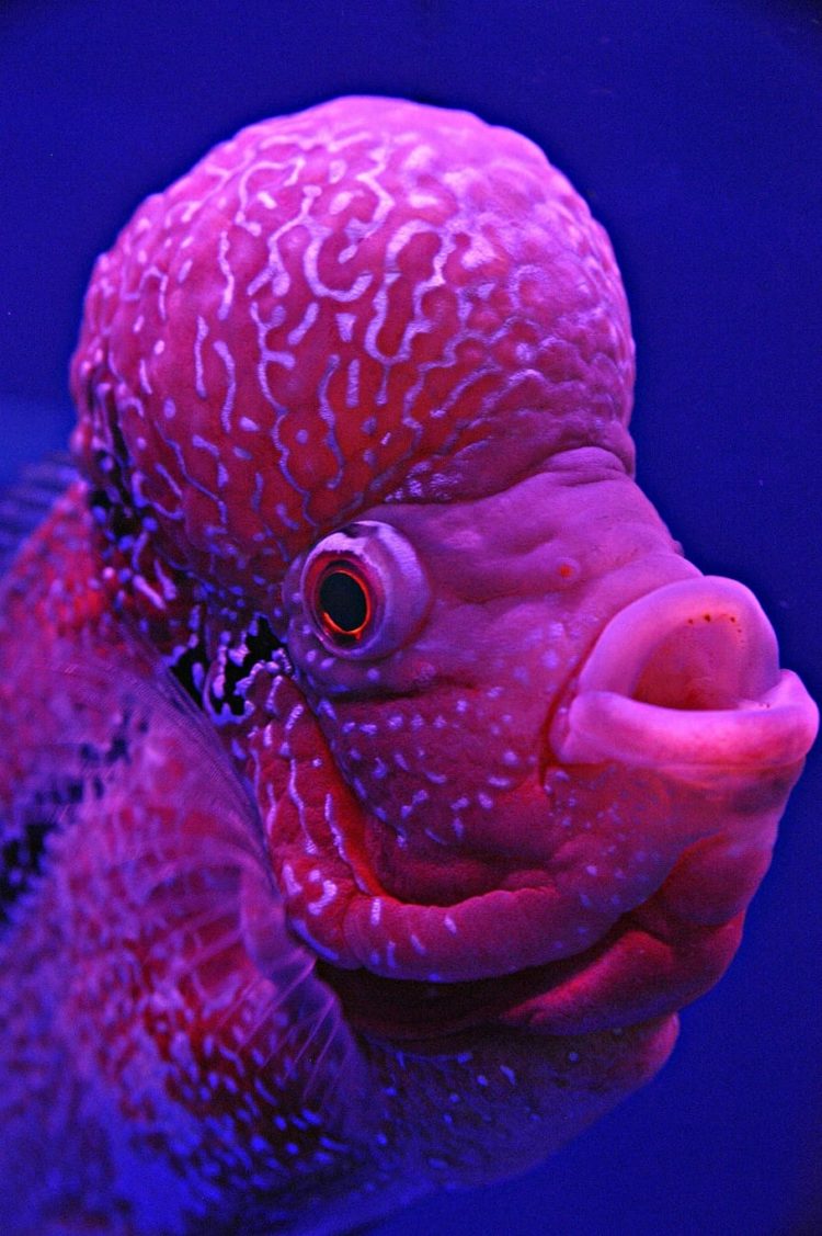 gambar ikan oarfish