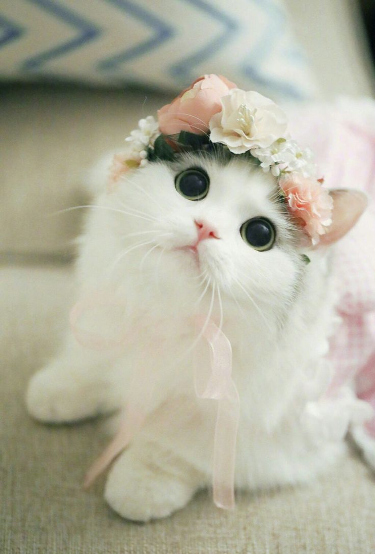 100 Gambar Kucing Lucu Imut Keren Cantik Galau