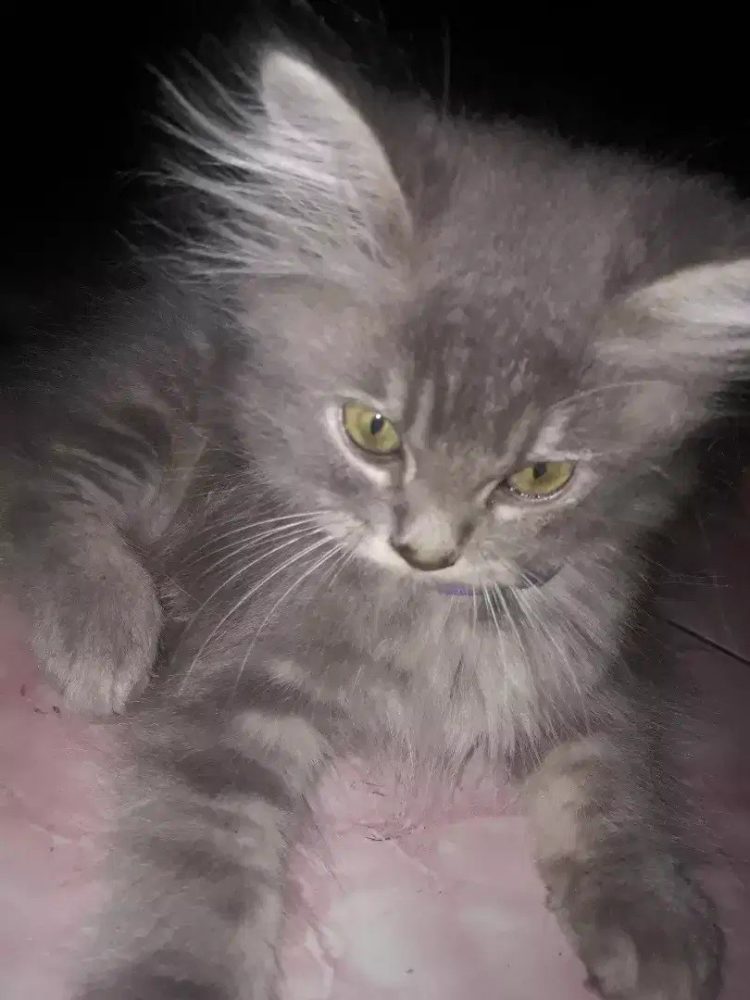 gambar kucing persia umur 1 bln