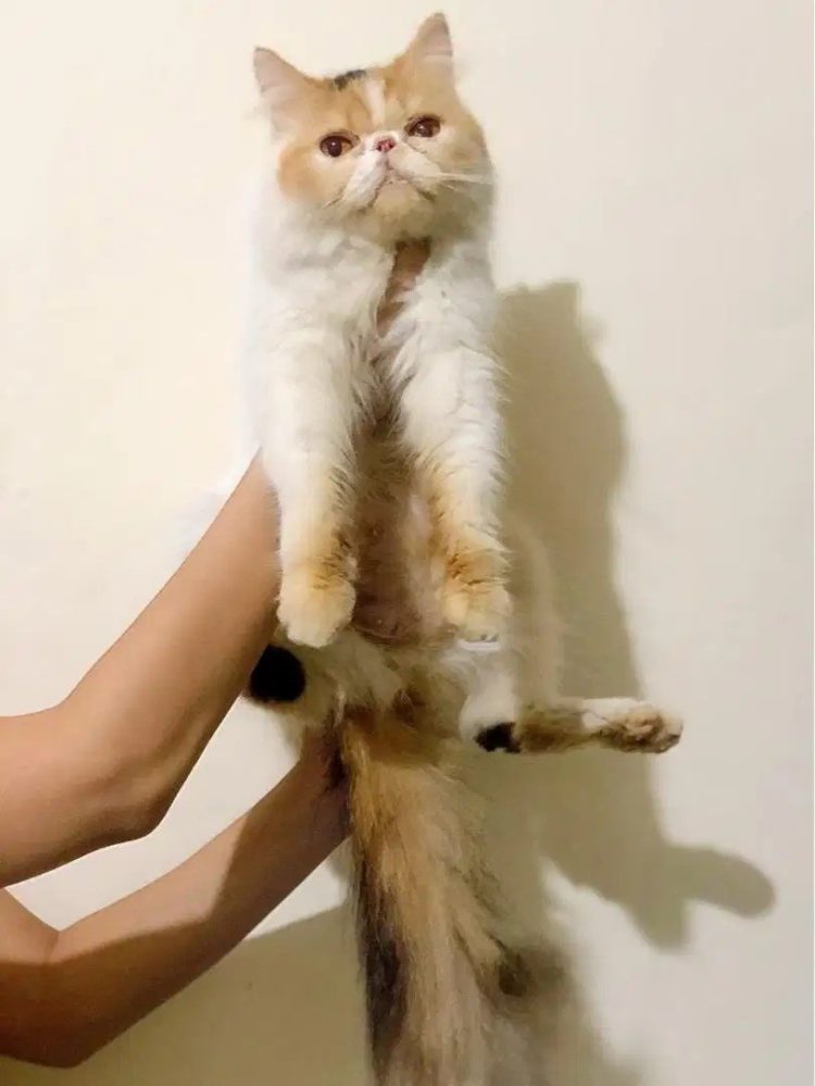 gambar kucing persia medium