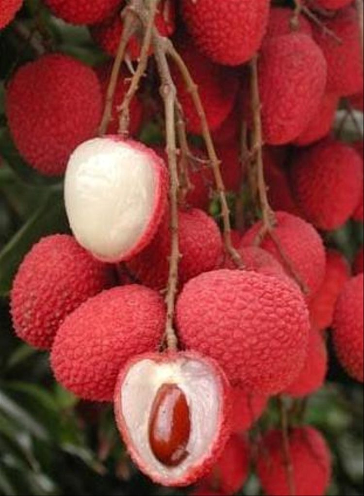 buah-buahan getah madu terpentin damar sutra disebut dengan hasil hutan