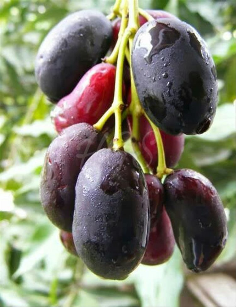 buah-buahan indonesia yang beriklim subtropis