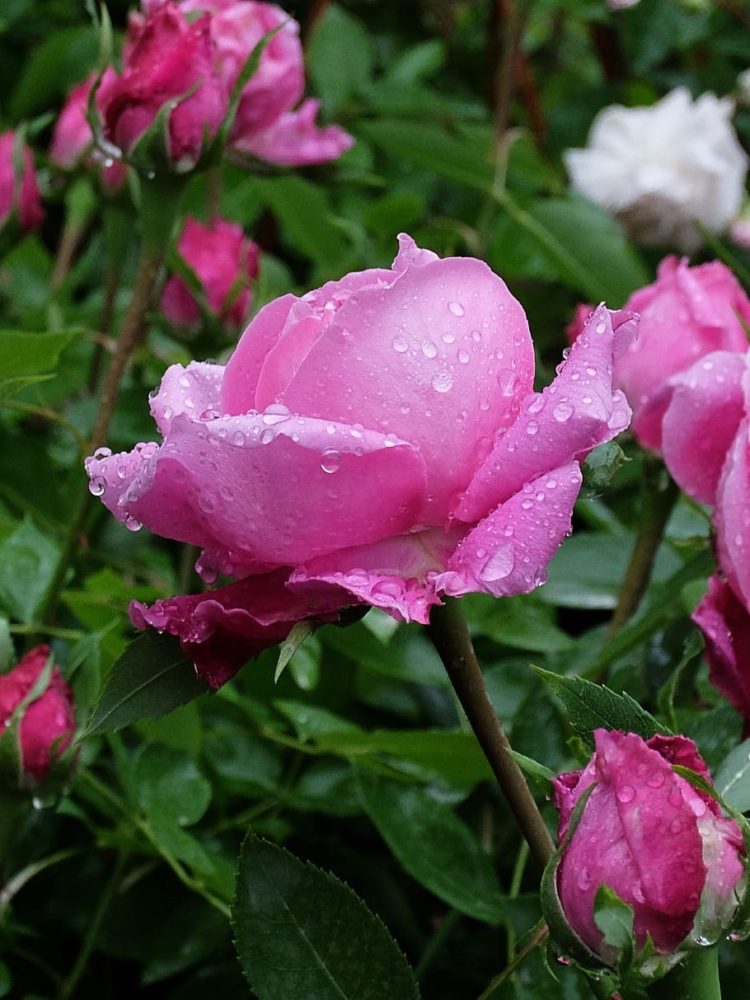 bunga mawar erna sari