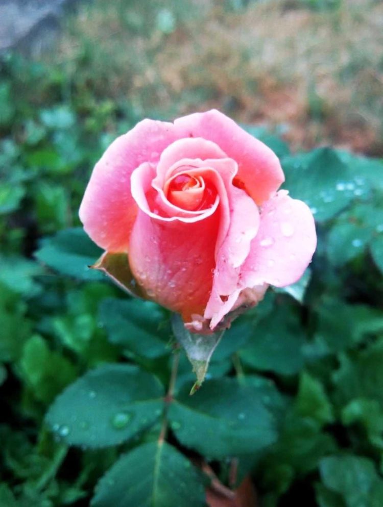 bunga mawar filosofi