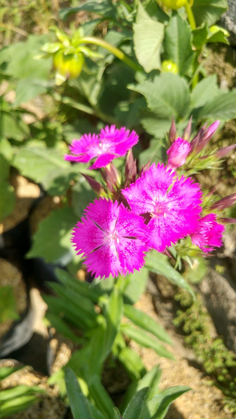 gambar bunga flamboyan