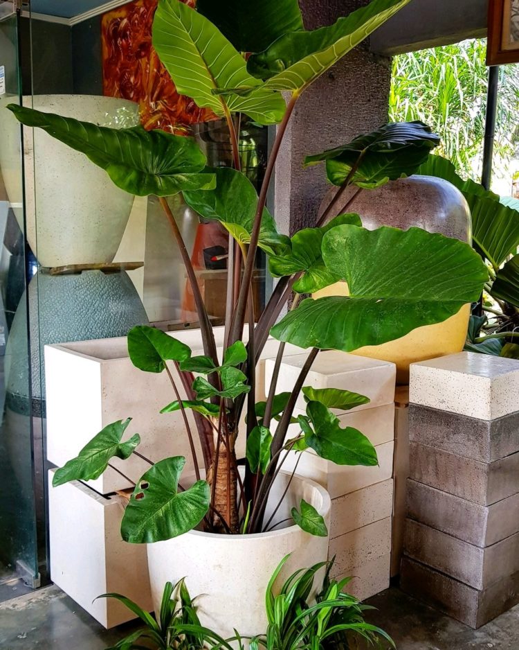 tanaman hias indoor penghasil oksigen