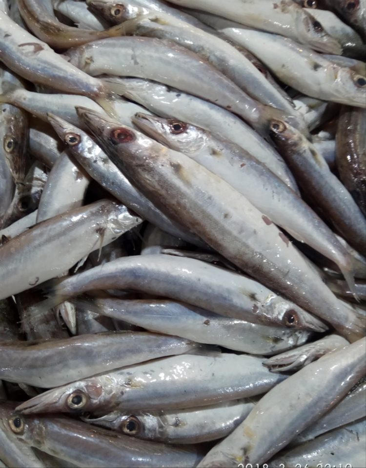 gambar ikan indosiar