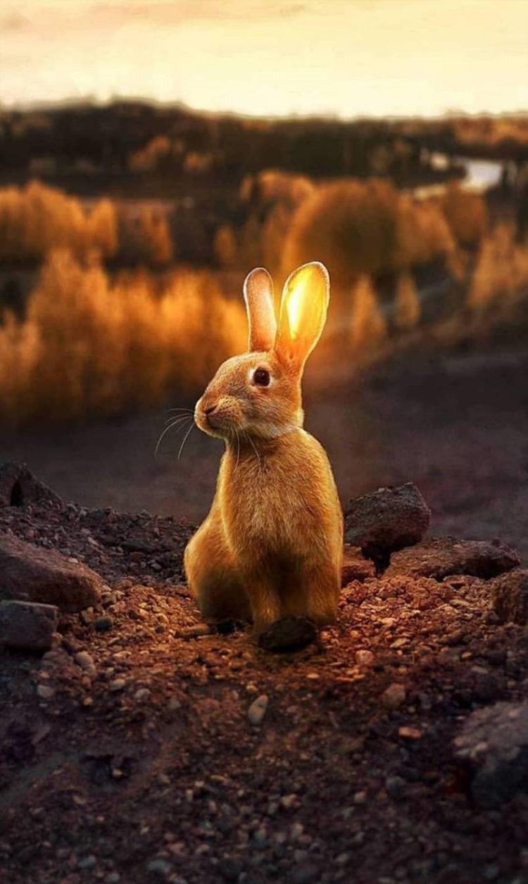 gambar kelinci mozaik