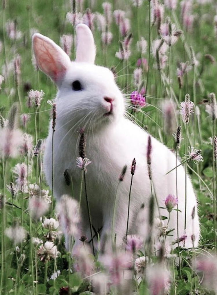 gambar kelinci nzw