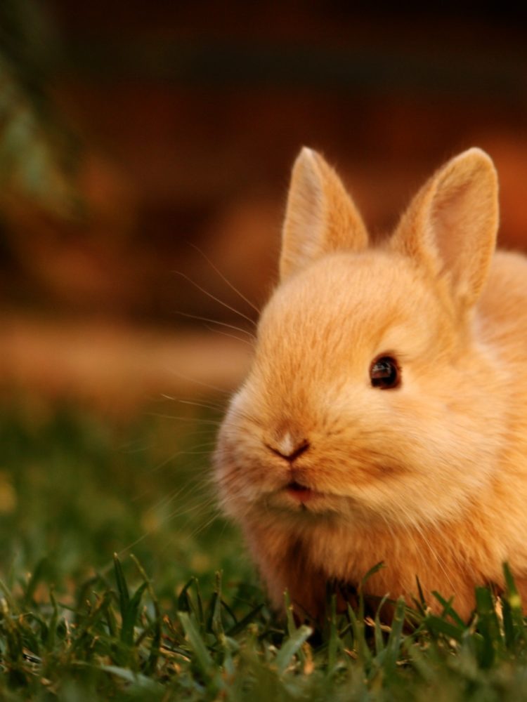 gambar kelinci netherland dwarf