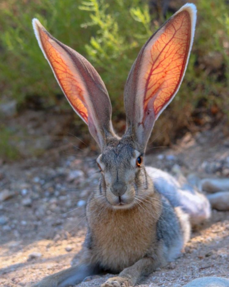 gambar kelinci dan nama jenisnya
