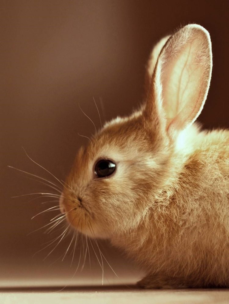 gambar kelinci png