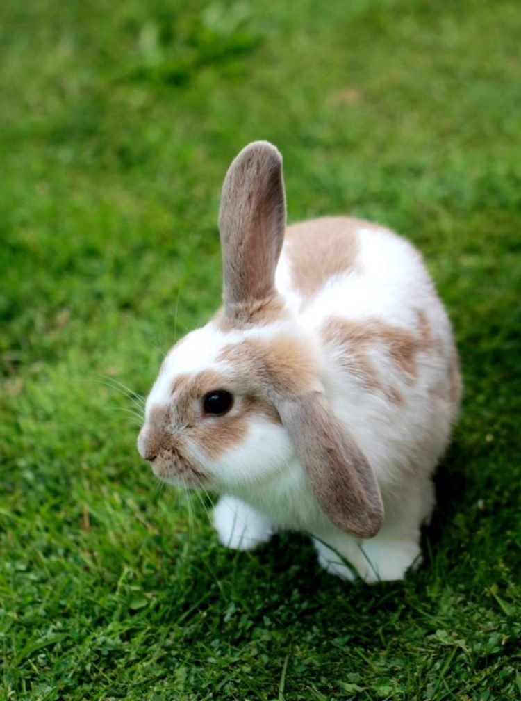 gambar kelinci paskah