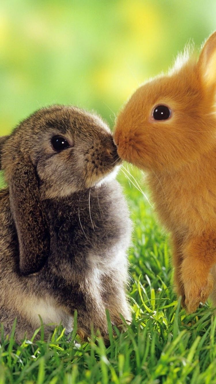 gambar kelinci paling mudah