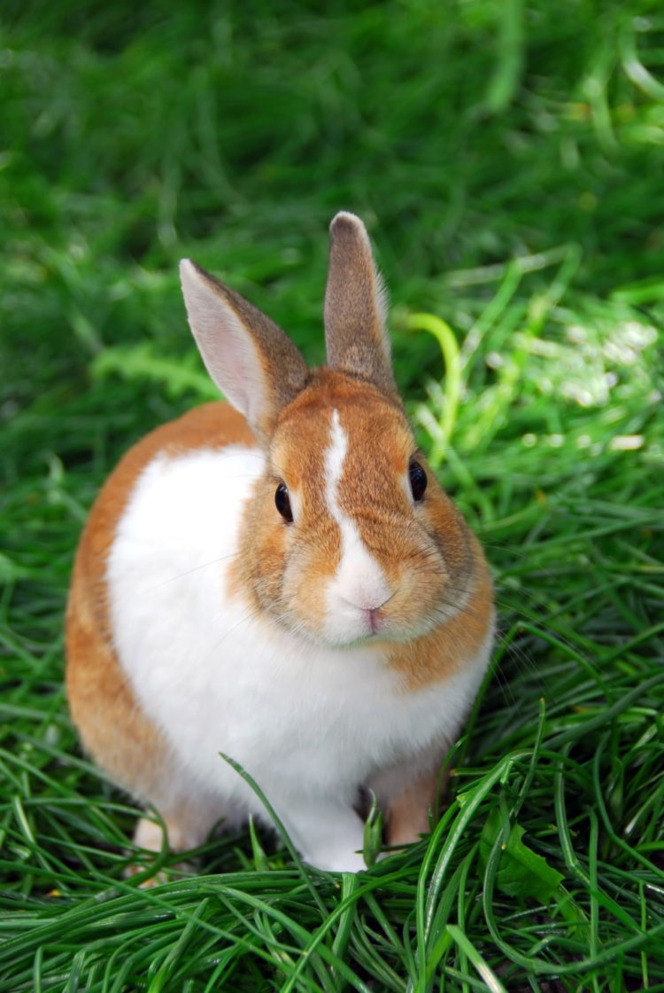 gambar kelinci ras polish