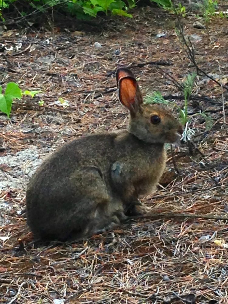 gambar kelinci raksasa