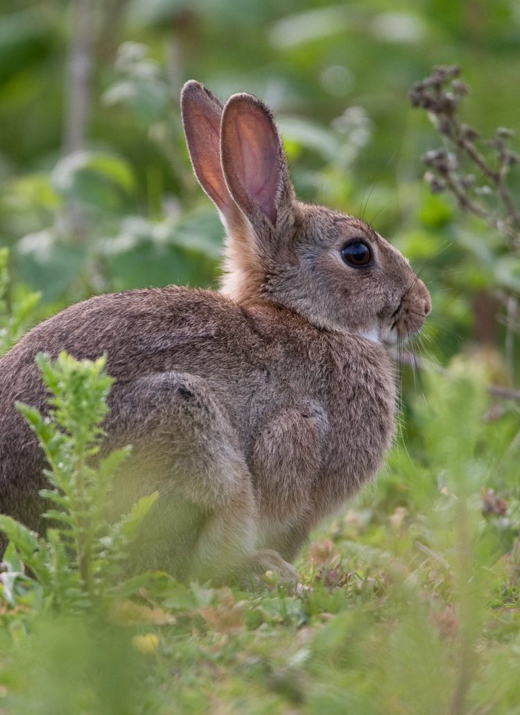 gambar kelinci rambon
