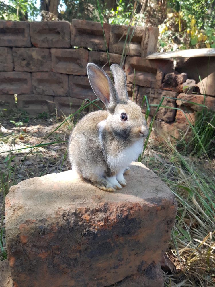 gambar kelinci sesuai umur
