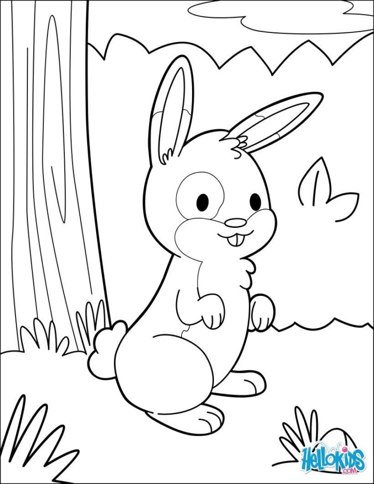 gambar kelinci untuk diwarnai