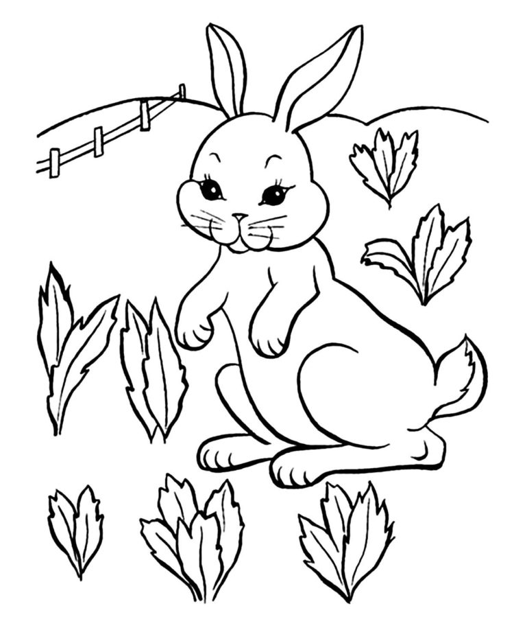 gambar kelinci untuk kolase