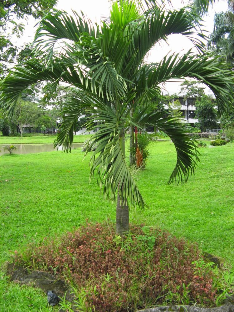 gambar pohon lengkap
