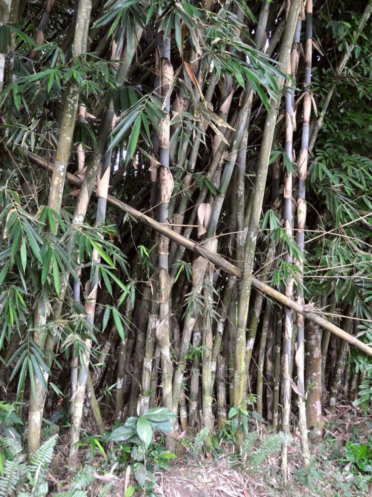 gambar pohon mangga berbuah