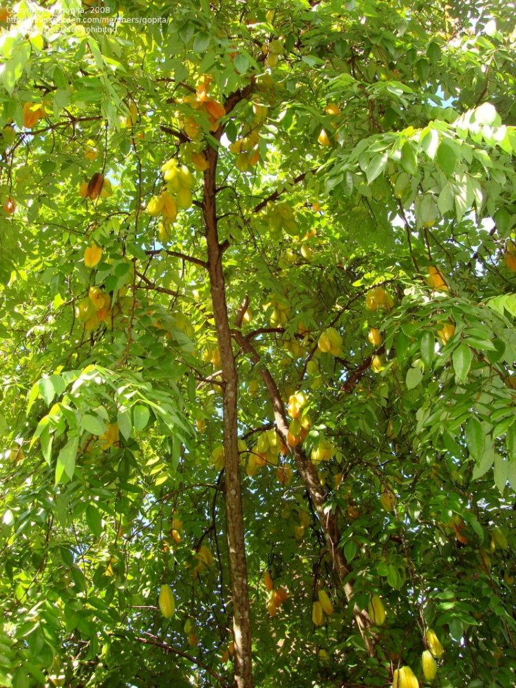 gambar pohon mangrove