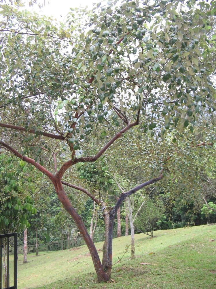 gambar pohon nanas
