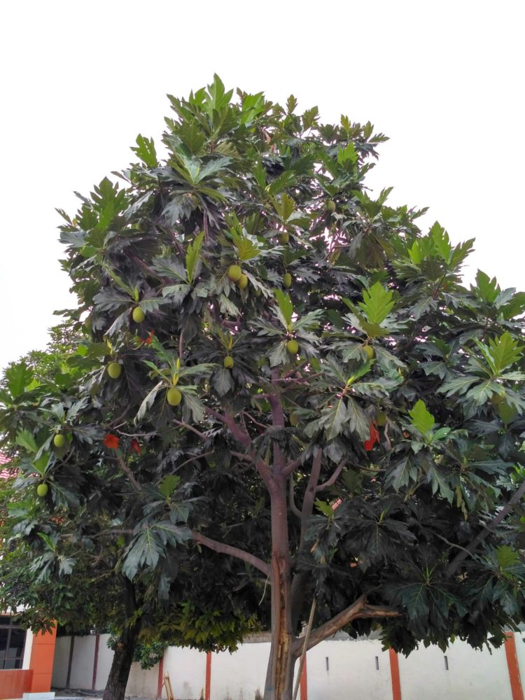 gambar pohon okra merah