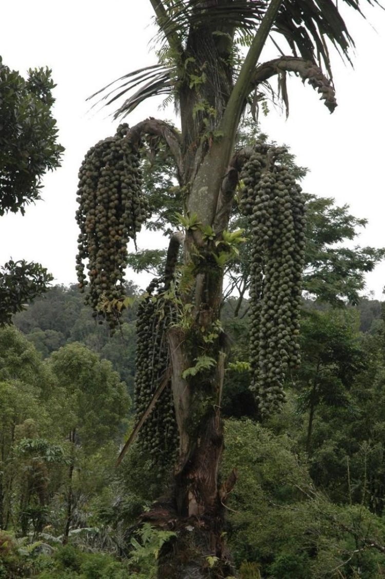 gambar pohon.pisang