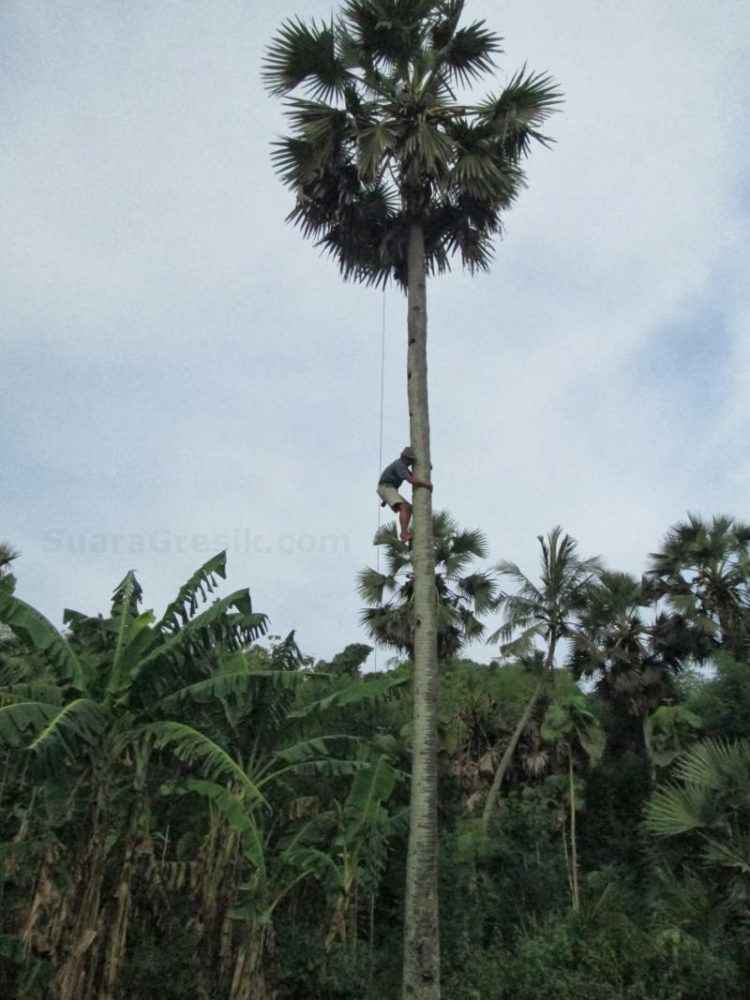 contoh gambar pohon pisang