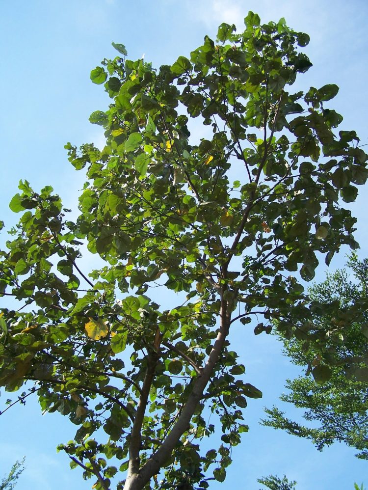 gambar pohon rindang