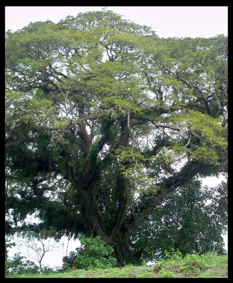 gambar pohon rotan