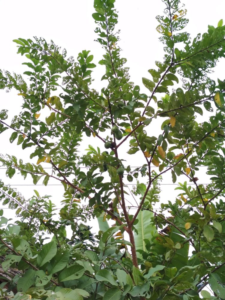 gambar pohon rumbia