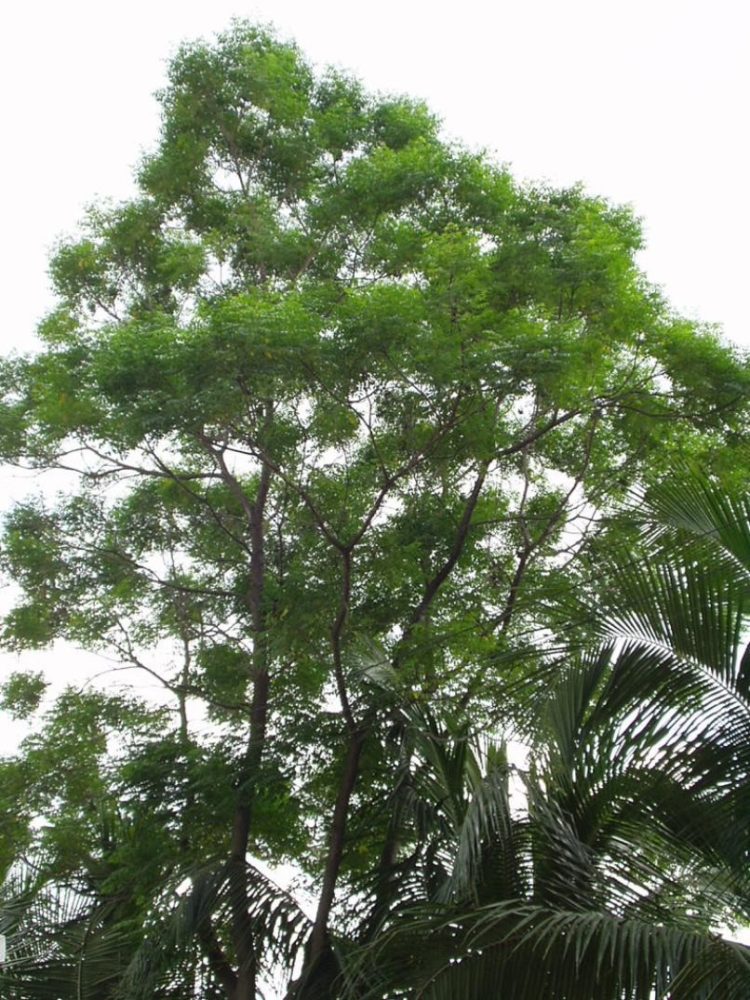 gambar pohon salak