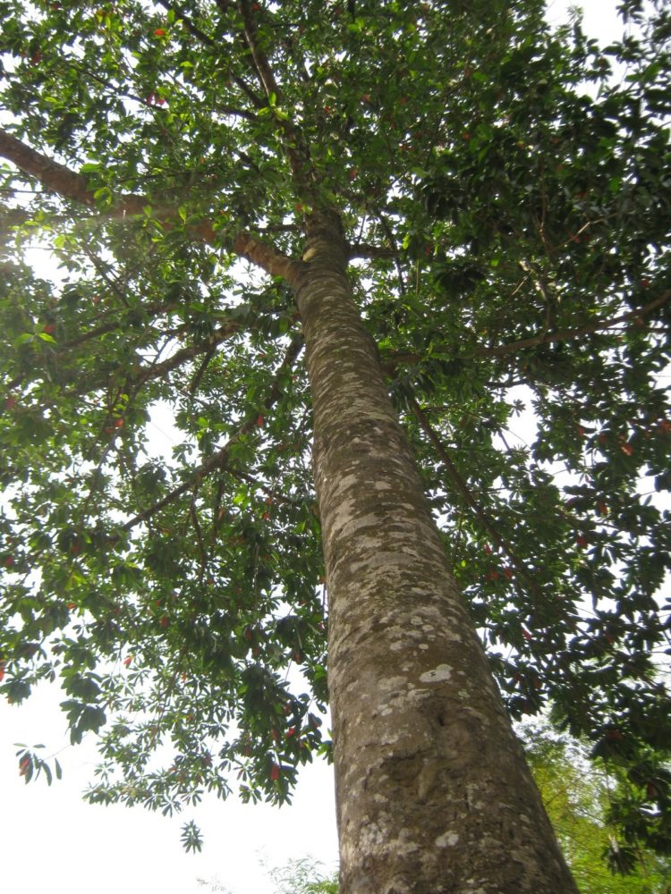 gambar pohon sawit