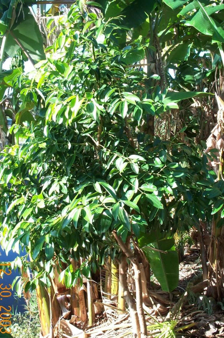 gambar pohon terong