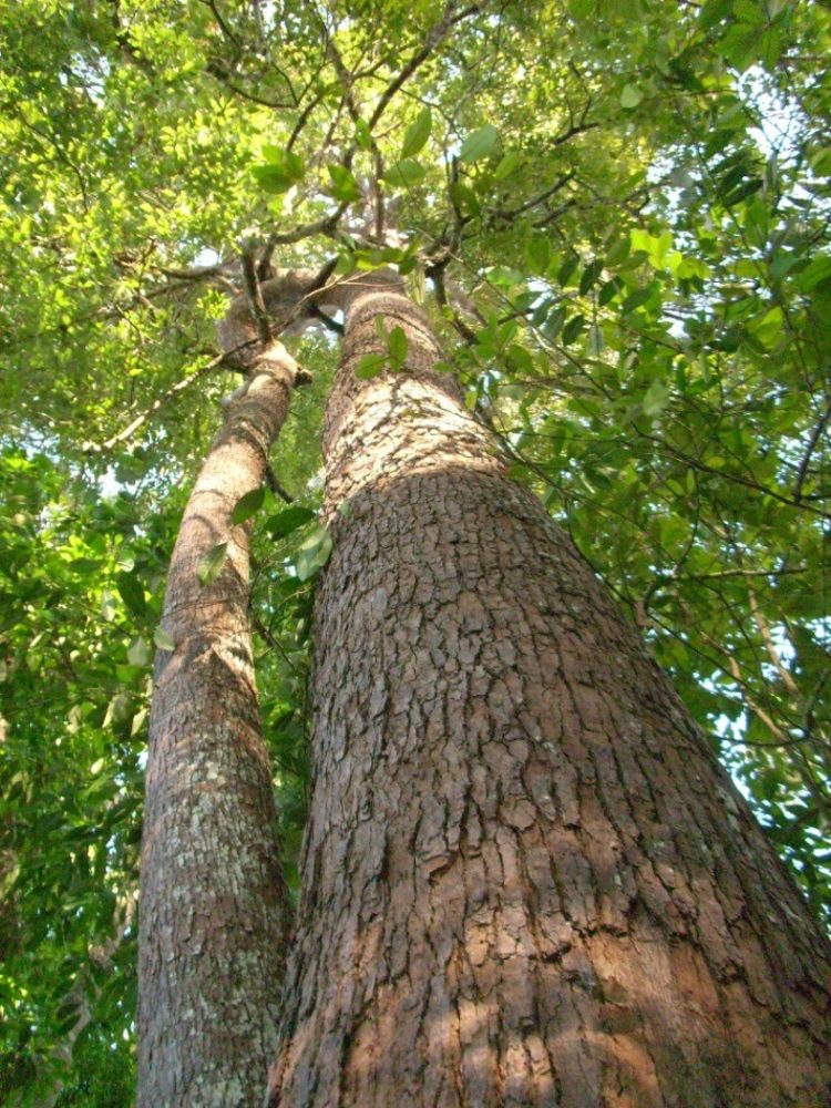 gambar pohon untuk diwarnai