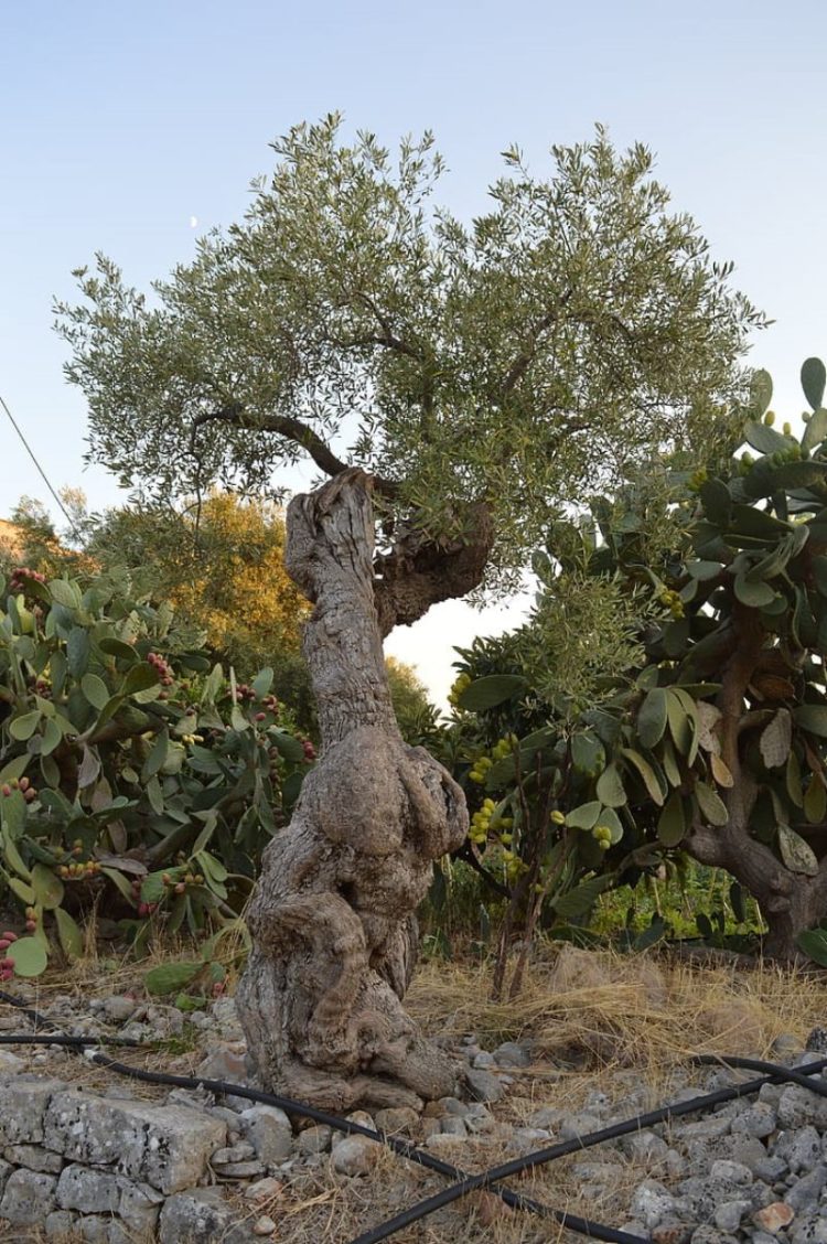 gambar pohon xerofit