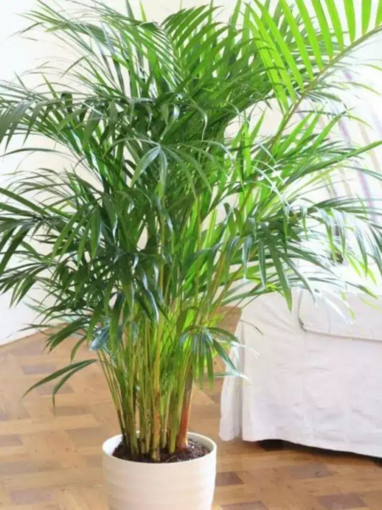 tanaman hias pot indoor