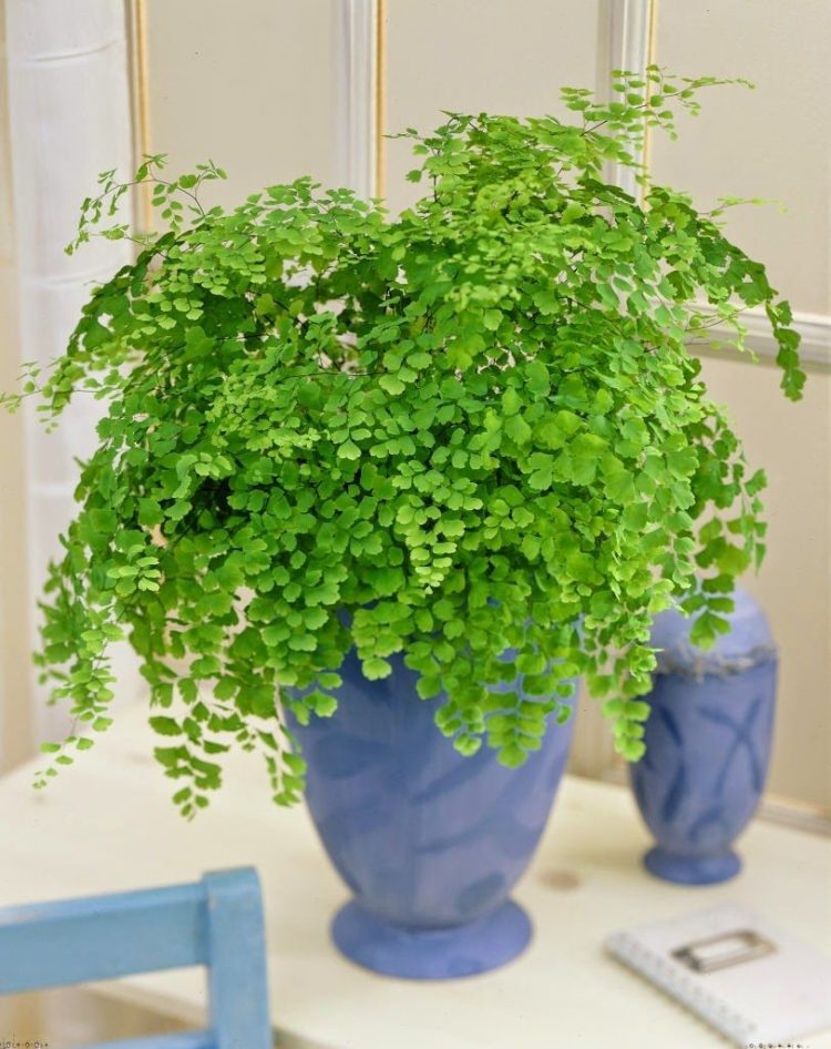 rekomendasi tanaman hias indoor