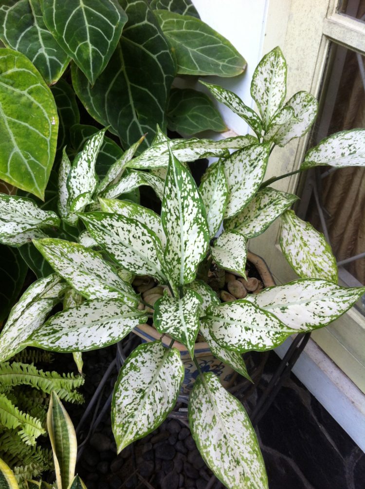 tanaman hias indoor tanpa sinar matahari