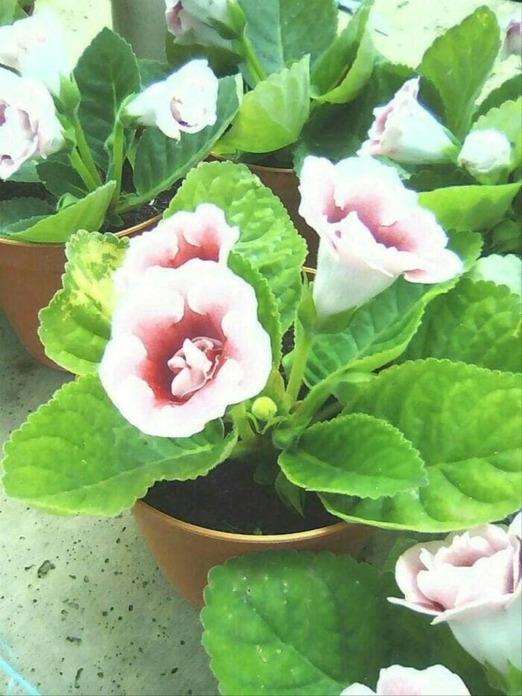 tanaman hias bunga putih kecil